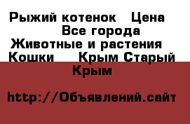 Рыжий котенок › Цена ­ 1 - Все города Животные и растения » Кошки   . Крым,Старый Крым